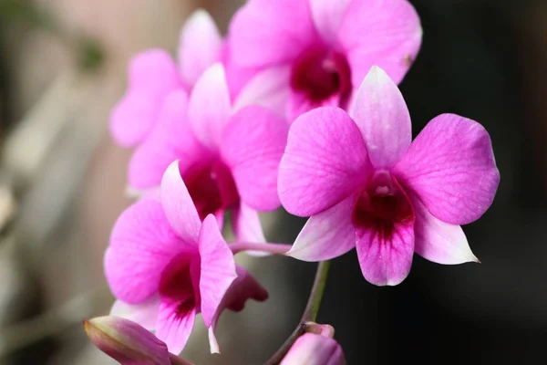 Flor de orquídea rosa tropical —  Fotos de Stock