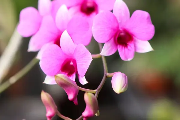 Tropical pink orchid flower — Stock Photo, Image