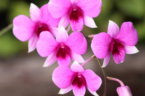 Flor de orquídea rosa tropical — Foto de Stock