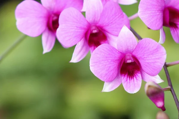 Flor de orquídea rosa tropical — Foto de Stock