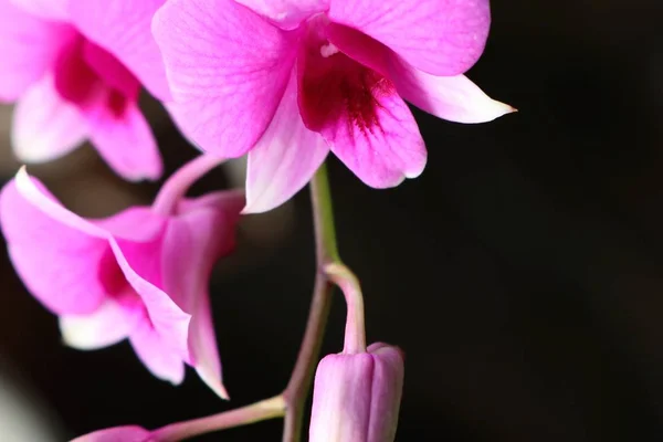 Tropikal Pembe orkide çiçek — Stok fotoğraf