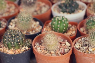 Tropikal güzel kaktüs