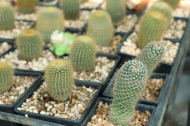 Tropikal güzel kaktüs