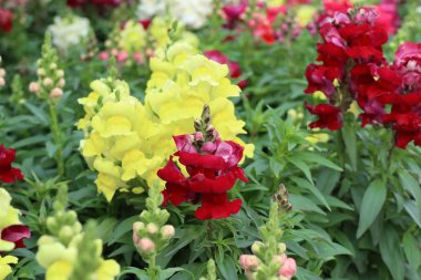 Bahçedeki güzel çiçekler