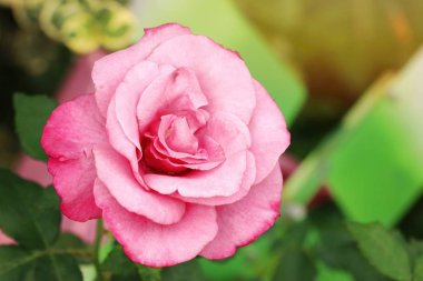 Tropikal güzel güller