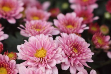 Tropikal pembe Krizantem çiçeği