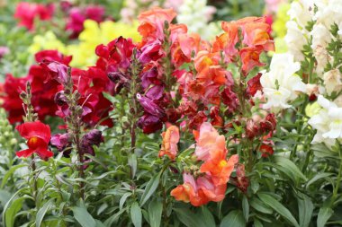 Bahçedeki güzel çiçekler