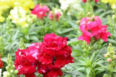 Bahçedeki güzel çiçekler