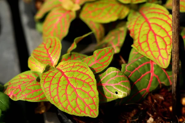 Beautiful leaf pattern in garden — Stock Photo, Image