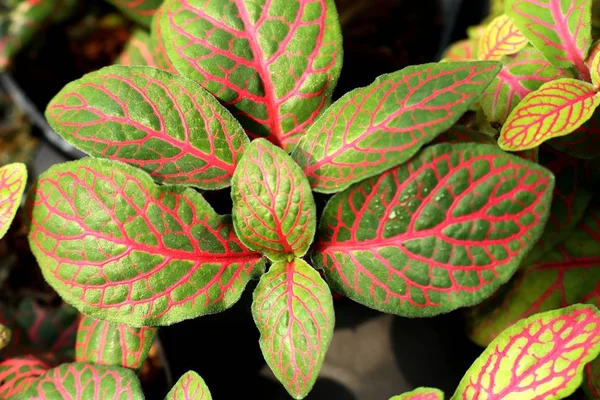 Beautiful leaf pattern in garden — Stock Photo, Image