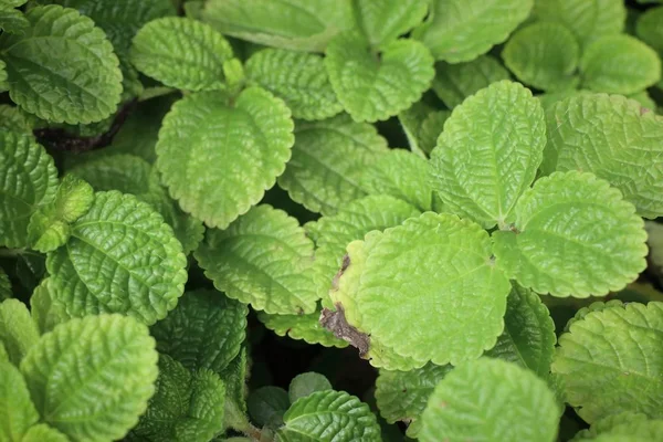 Peppermint plant in garden — Stock Photo, Image