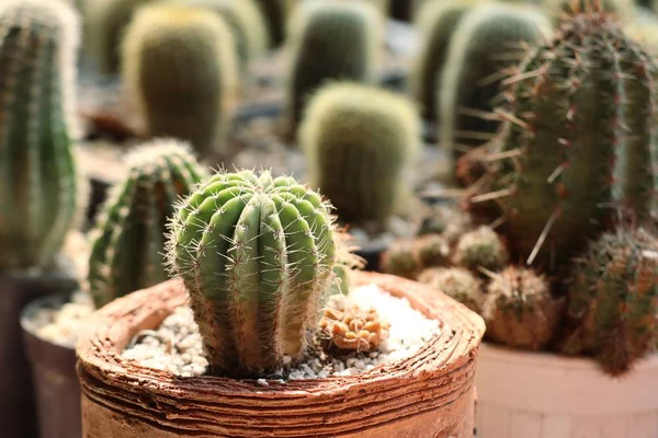 Bellissimo cactus in tropicale — Foto Stock