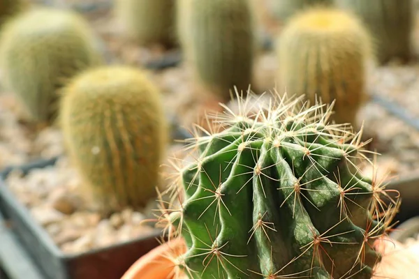 Hermoso cactus en tropical — Foto de Stock