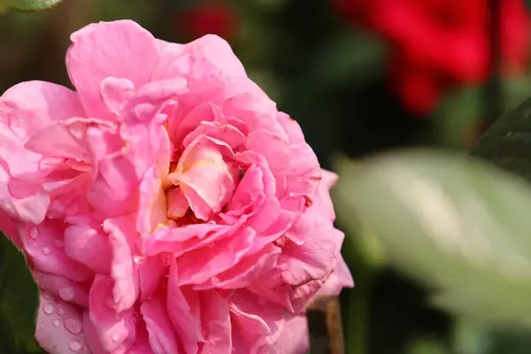 Hermosas rosas en tropical —  Fotos de Stock