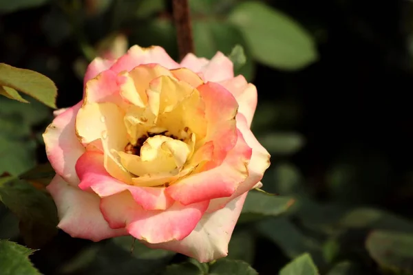 Piękne róże w tropikalnych — Zdjęcie stockowe