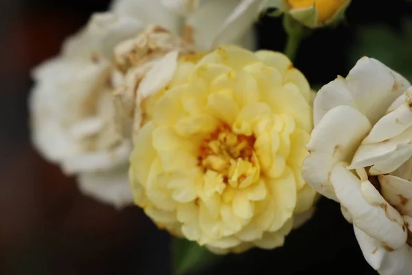 Lindas rosas em tropical — Fotografia de Stock