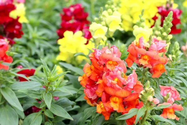 Mooie bloemen in de tuin — Stockfoto