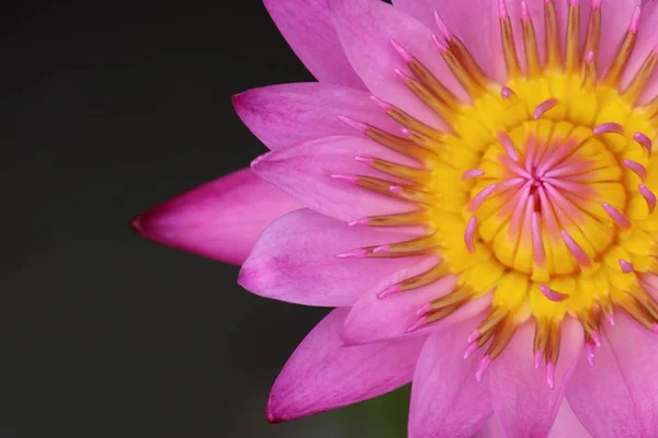 Schöne Lotusblumen in tropischen — Stockfoto