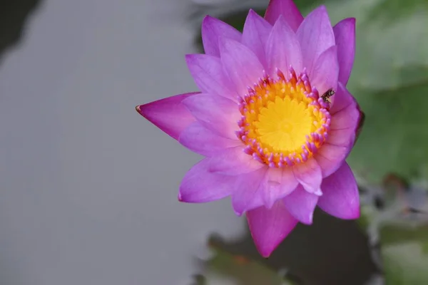Красиві квіти лотоса в тропіках — стокове фото
