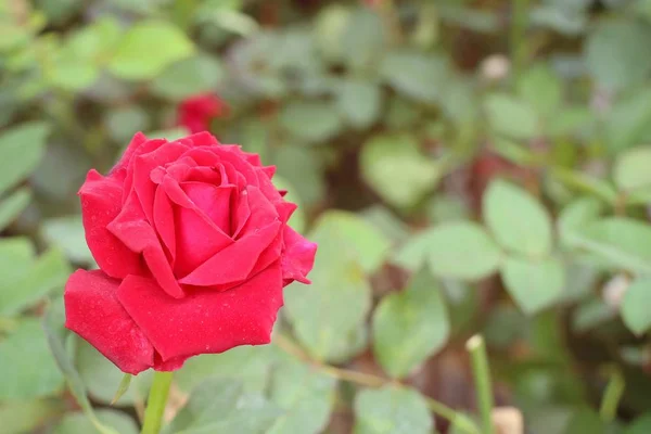 Όμορφα τριαντάφυλλα στην τροπική — Φωτογραφία Αρχείου