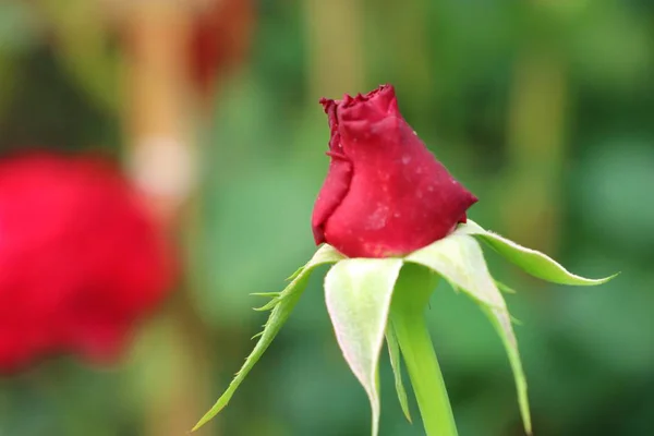 Hermosas rosas en tropical —  Fotos de Stock