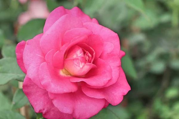 Schöne Rosen in tropischen — Stockfoto