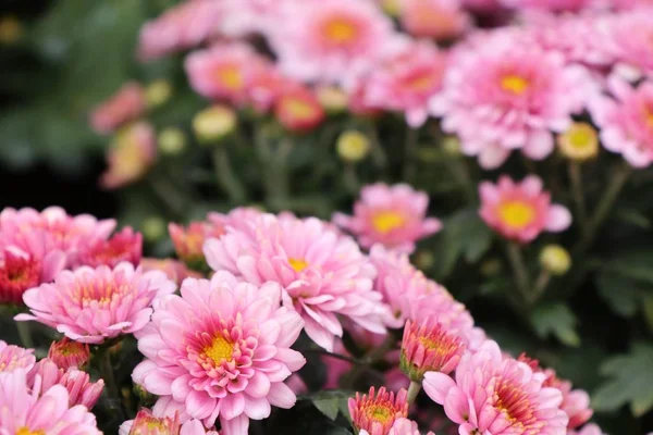 Crisântemo rosa flor em tropical — Fotografia de Stock