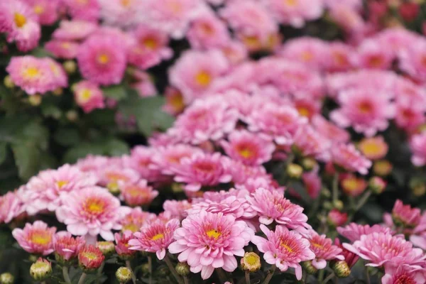 Розовый цветок хризантемы в тропиках — стоковое фото