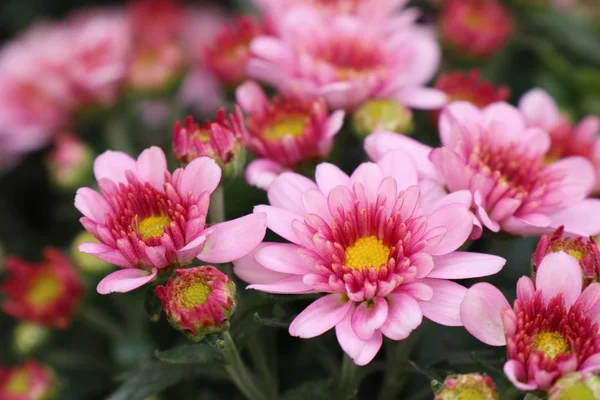 Rosa Chrysanthemenblüte in tropischen — Stockfoto