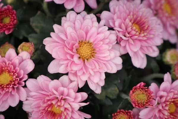 Crisântemo rosa flor em tropical — Fotografia de Stock