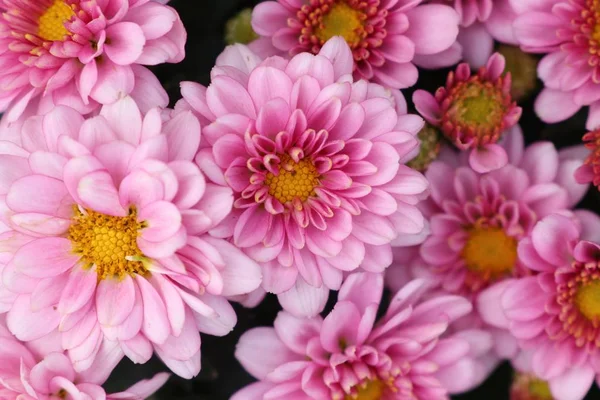 Rosa Chrysanthemenblüte in tropischen — Stockfoto