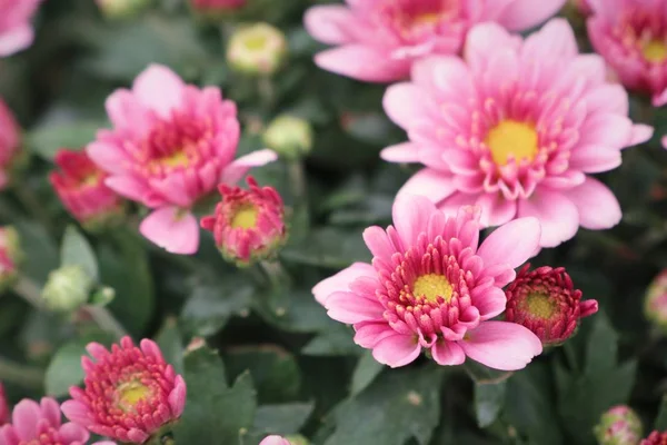 Flor de crisantemo rosa en tropical — Foto de Stock