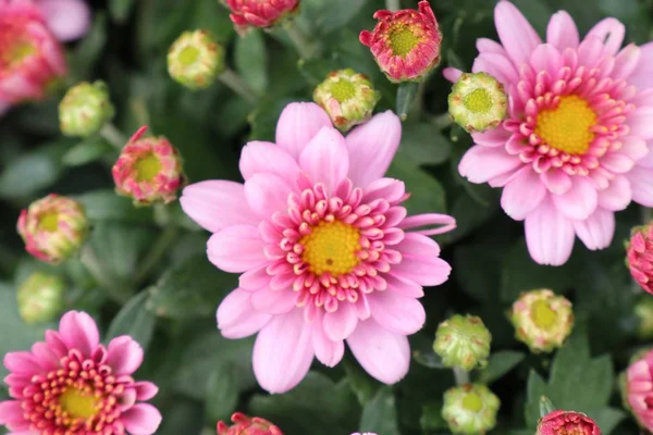 Flor de crisantemo rosa en tropical — Foto de Stock