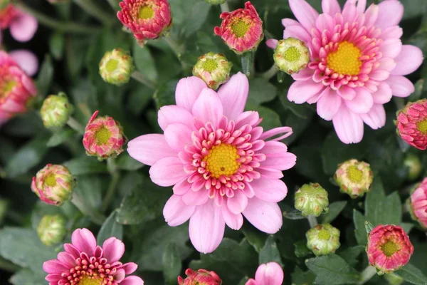 Crisântemo rosa flor em tropical — Fotografia de Stock