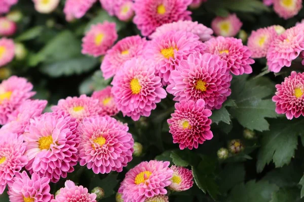 热带粉红色菊花花 — 图库照片