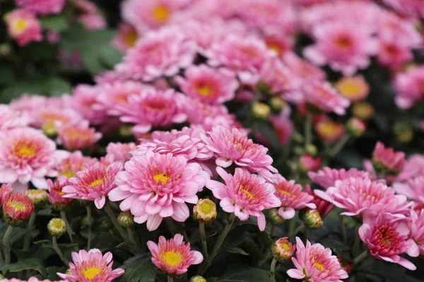 Flor de crisantemo rosa en tropical — Foto de Stock