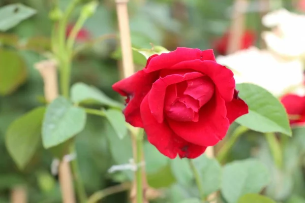 Hermosas rosas en tropical —  Fotos de Stock