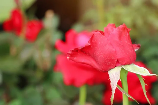 Lindas rosas em tropical — Fotografia de Stock