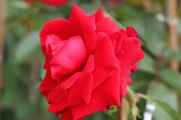 Schöne Rosen in tropischen — Stockfoto