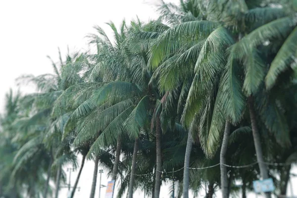 Palmy kokosowe na ulicy beach road — Zdjęcie stockowe