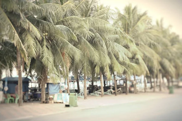 Coqueiros na estrada da praia — Fotografia de Stock