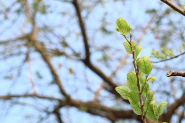 doğal yeşil yaprakları