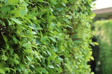 doğal yeşil yaprakları