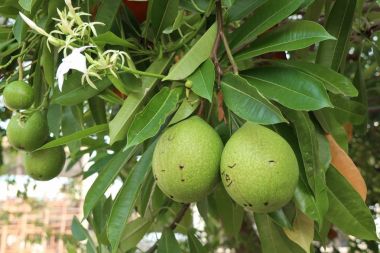 Ağaç üzerinde Meksika su kabakları