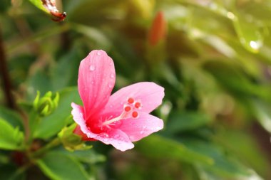tropikal Hibiscus çiçek