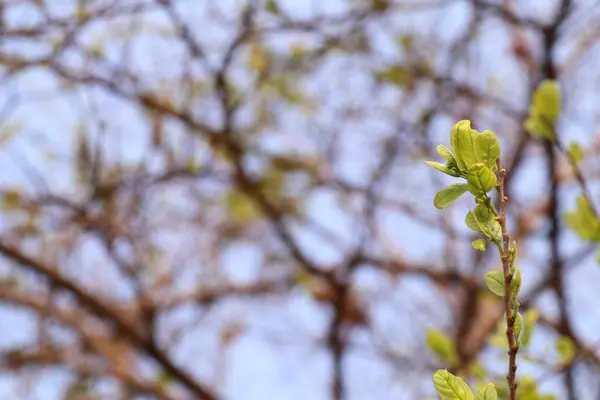 Zelené listy přírodní — Stock fotografie