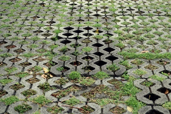 Gras op bakstenen vloer — Stockfoto