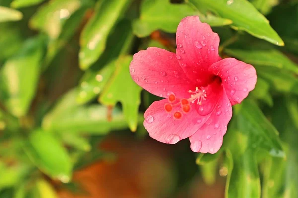 Hibiscus blommor i tropical — Stockfoto