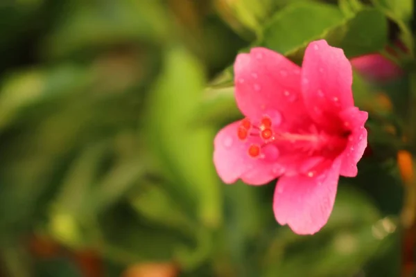 Flores de hibisco em tropical — Fotografia de Stock