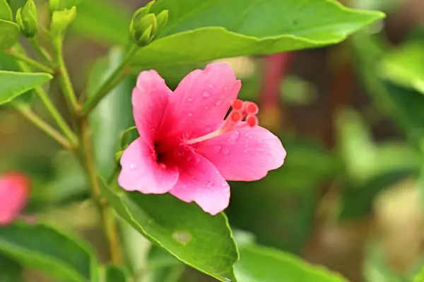 Hibiscus fleurs en tropical — Photo